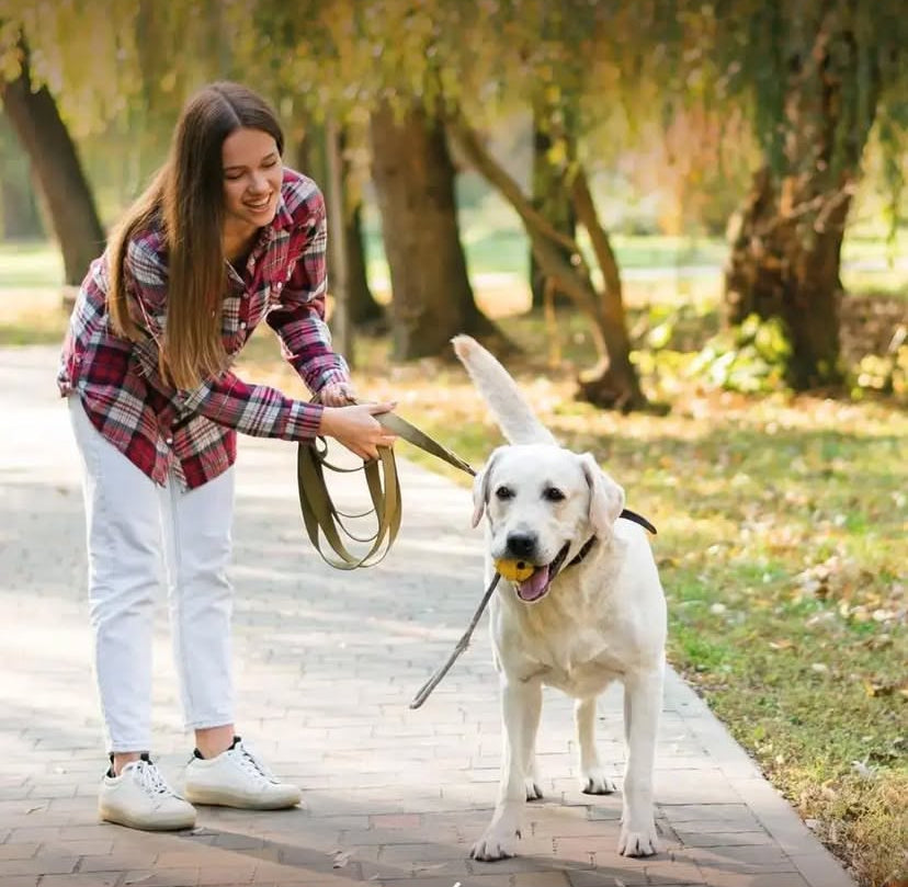 Adiestramiento Canino